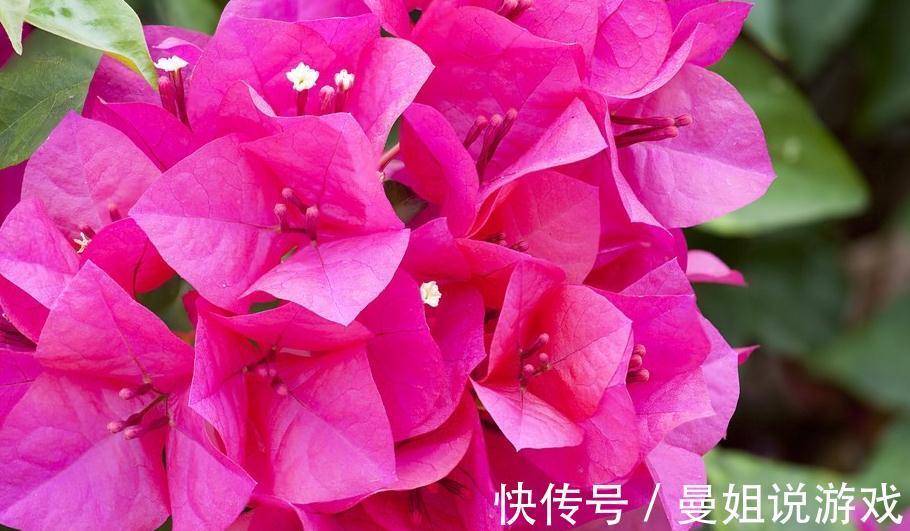 给三角梅促花,我只用一种肥,15天一次每次开花满满