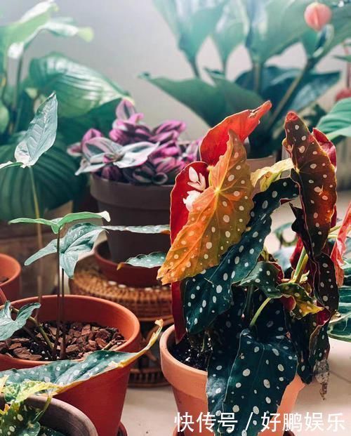 4种不同风格的花,谁见了都爱养,各有各的气质