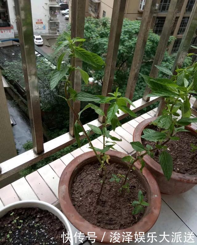 太阳花|咋“折腾”都不死的4种花,越修剪越旺,很难养死