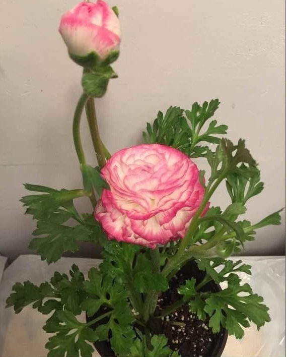 此花漂亮似牡丹，30天不浇水也不会死，被誉为“花中之王”