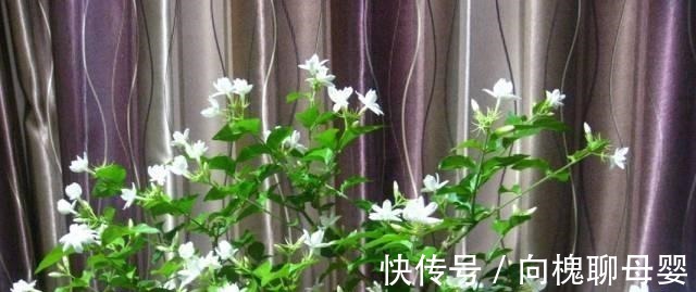 户外挖“2种土”养花,君子兰长得像“大白菜”,茉莉花“爆盆”