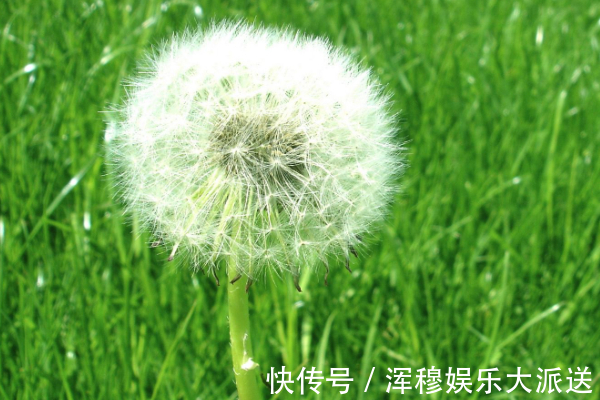 蒲公英水|一杯蒲公英,一家人住进医院,蒲公英的3大禁忌,为人家早了解