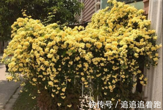 还在养吊兰3种花剪根枝，插土里就能活，半年成花墙，太惊艳了