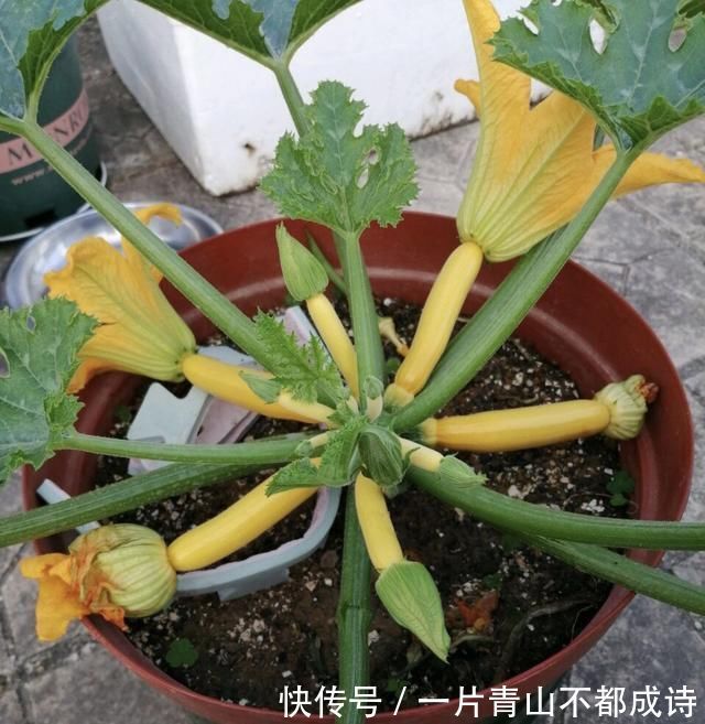 奶奶在花盆里种“鸡蛋、香蕉”,种一次能吃5个月,邻居都来学习