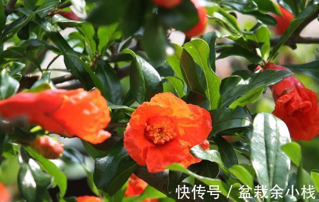 品种|石榴的花好看果也好看,栽在庭院中最适合,但石榴有花无果时咋办