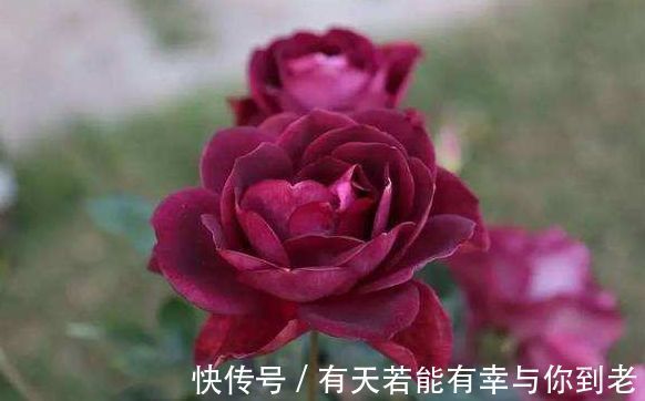 喜欢养花不妨养盆“葡萄冰山”，株型饱满，花大色艳，适合盆栽养