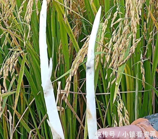 挖野菜别光盯着陆地上，水中一种野菜价值很高，若家乡有别错过