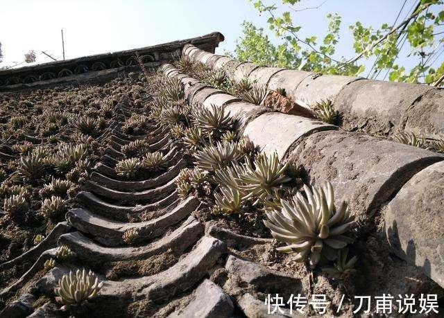 农村3种“野多肉”,见到挖2棵,肥嘟嘟做盆栽,省下“买肉钱”