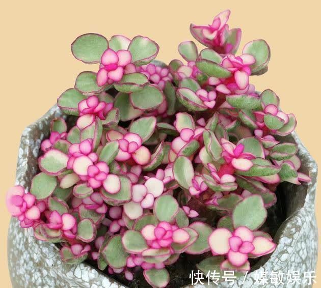 4种“陷阱”花,不适合新手,花店遇到要避开,别白花买花钱