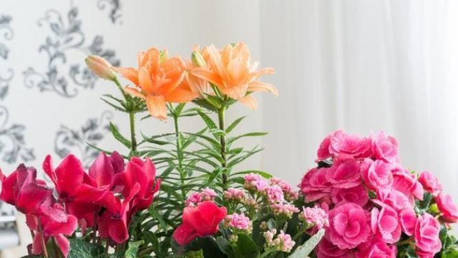卧室不能养3种花,危害巨大隐患多,没地方摆也不要摆卧室