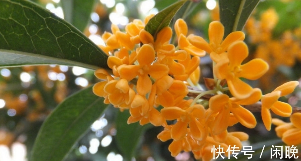 五种便宜花,越老越值钱,六年就成桩,身价翻番,可当“传家宝”