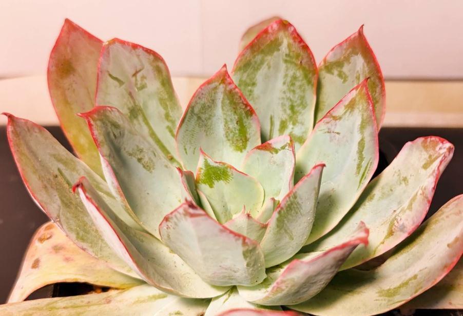 分享薄叶三仙之蓝光多肉的养护小技巧,赶紧拿小本本记好喔