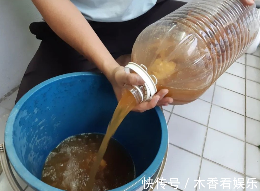 浇花|淘米洗菜水，全不如这种“水”，养花浇啥旺啥，还不用费钱