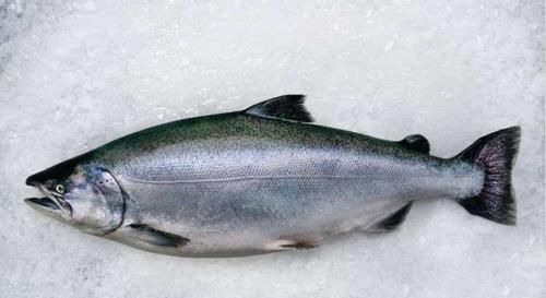 昂贵|全世界“最昂贵”的4种海鲜,中国有一种鱼上榜,很多人未见过