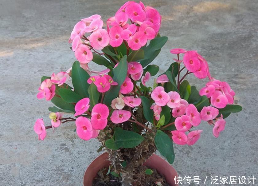 不会养花就选五种懒人花，不染病虫害，养护简单又省心