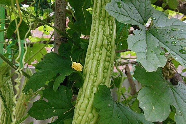 苦瓜|夏天吃苦瓜,胜过十副药!吃苦瓜有3个好处,为了家人健康了解下