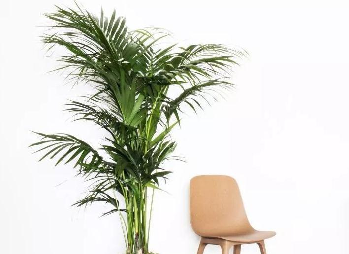 养护|散尾葵养护并不难,做好这四点最关键,四季常青茂密