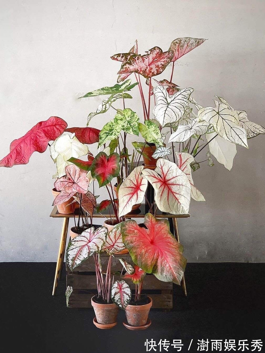 13种“阴冷花”,客厅没光照,长得更旺,越晒越难看