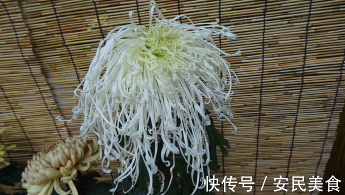 喜欢菊花,就养盆“十大名菊”十丈珠帘,似少女丝发,飘逸灵动!