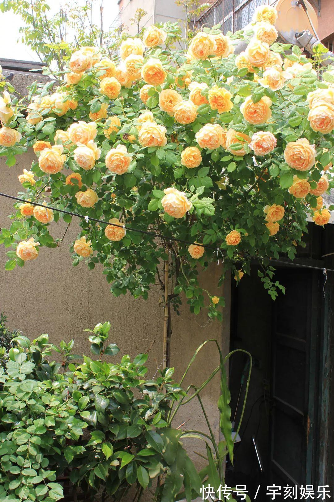 花友|月季胃口大,土里埋点料,长成一面大花墙!