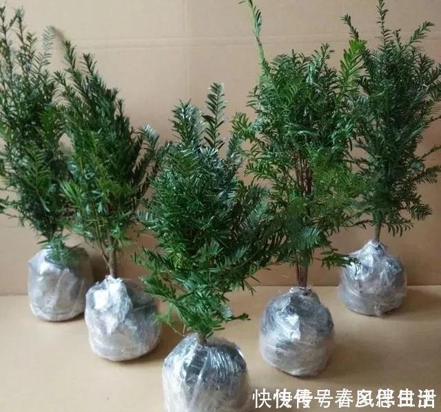 碰碰香|不管有钱没钱,家里养这十种植物,招财镇宅又养人