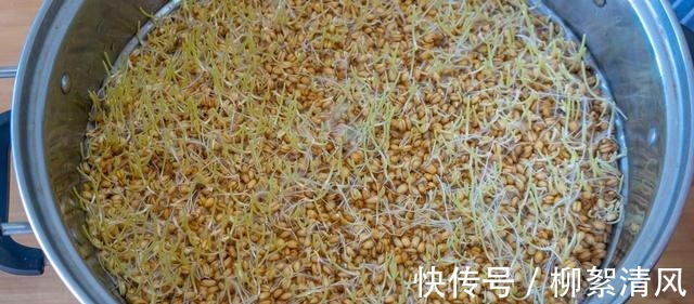 纯正手工麦芽糖做法，从发麦芽开始详细讲解，口感香甜醇厚又好吃！