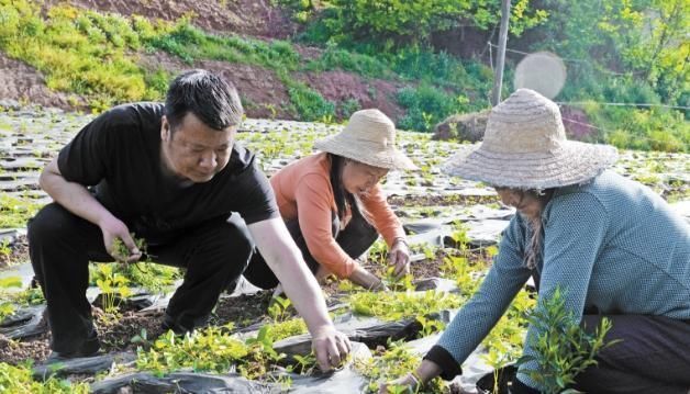 蒲公英消利炎肿|蒲公英和它是“天作之合”,坚持喝一月,提高免疫力,修复肝细胞
