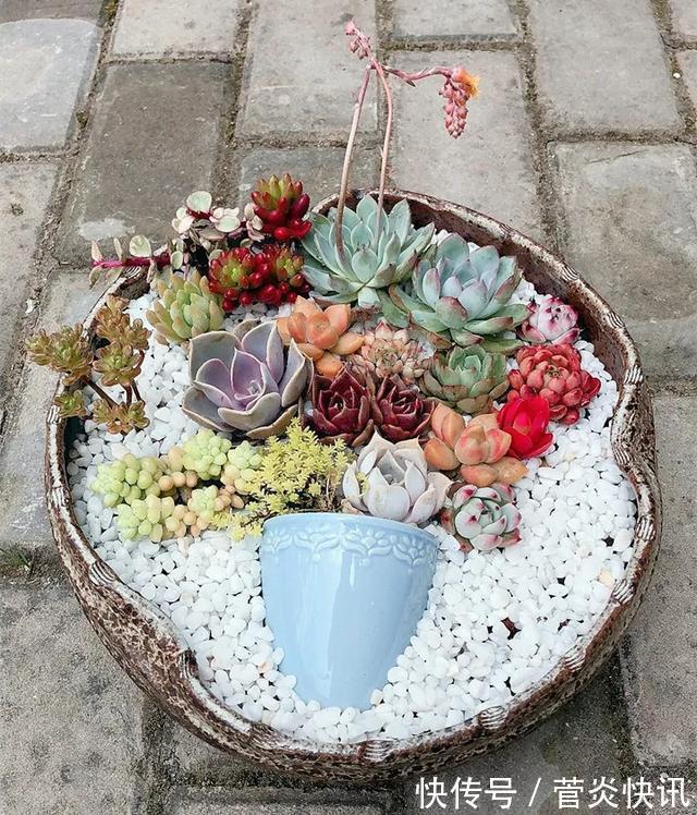 灵感|多肉拼盘玩一次就上瘾,这些创意拼法,你一定喜欢