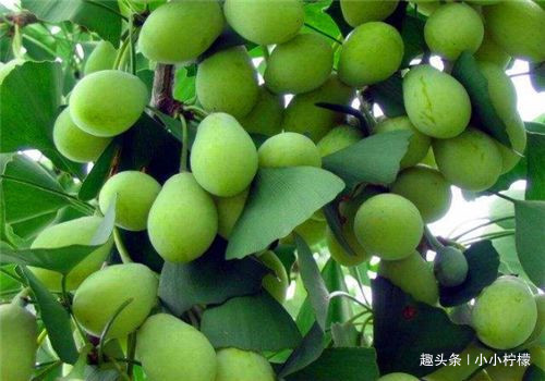 清肠排毒|想长寿要会吃,多吃4种食物,清肠排毒,降压减脂,养护血管