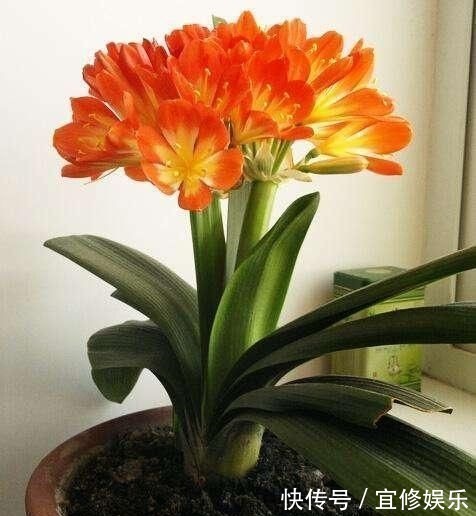 君子兰|君子兰不开花?2种废料埋盆里,花箭蹭蹭冒,开花2个月