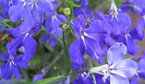 养花就养花期长的,便宜又好养,沾点水就爆盆,花开似精灵飞舞