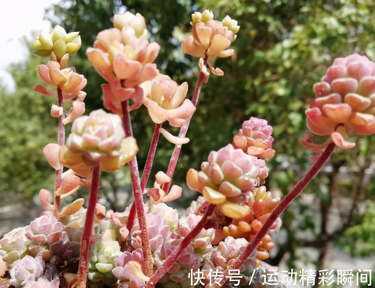 多肉植物徒长是好还是坏，需要如何处理