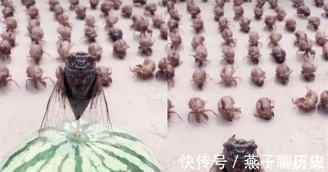 大悲咒|“知了”被虐很惨?大学生直接吃,高中生做手办,小学生简直魔鬼