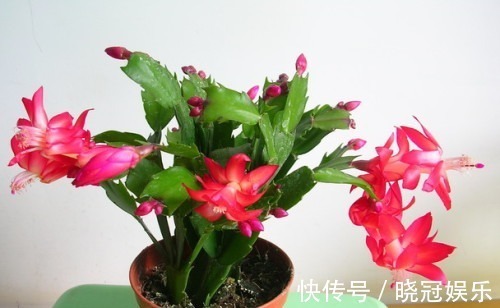 想让蟹爪兰夏季也开花,做好这两点,让花爆盆不是多大的事