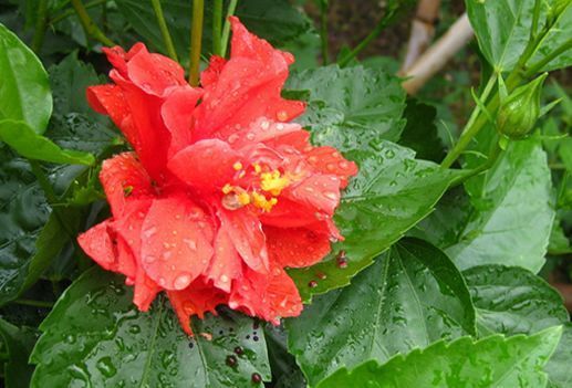 这些花朵超能开，现在入手照样能开爆盆，花朵美观又大气