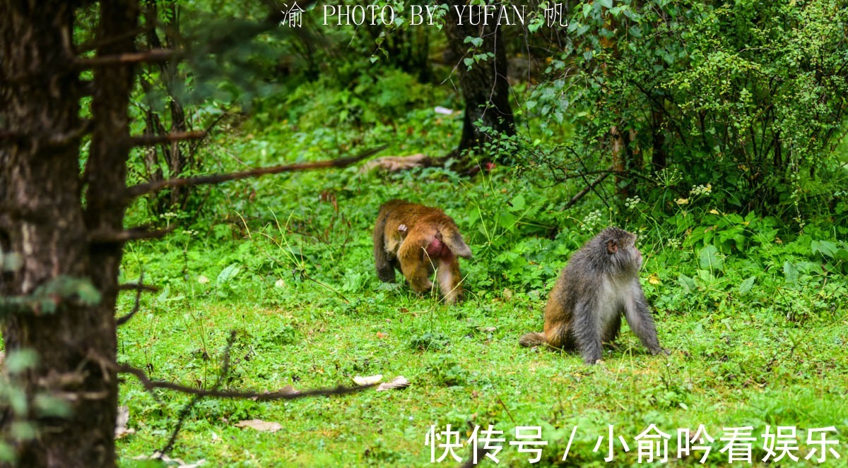 317国道|中国海拔最高的猕猴保护区，在西藏317国道旁，人猴和谐环境好