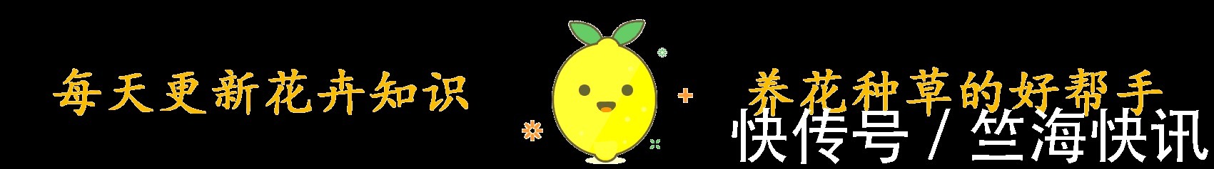 金边瑞香不好养,到了夏天叫“夏必死”,没法安全度夏不好养!