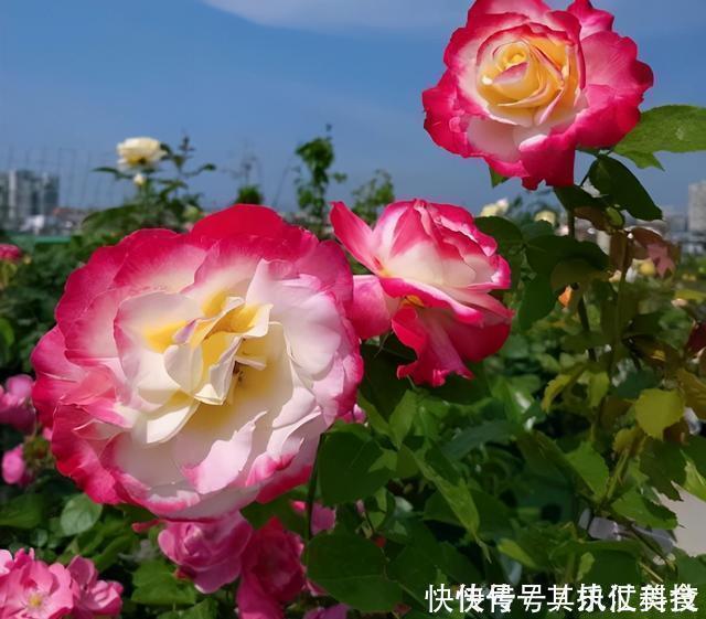 满屋|3种“香水”月季，适合阳台盆栽，花开一朵，满屋飘香