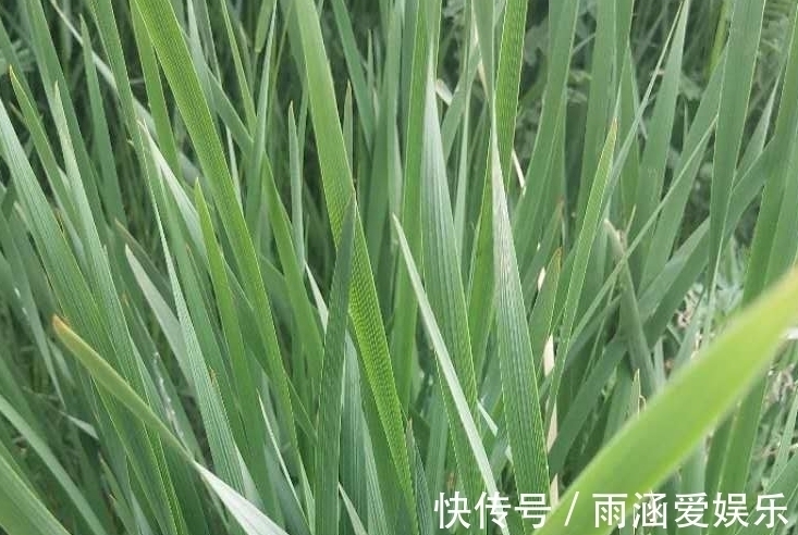 此种像韭菜一样的花卉,它的叶子可是宝,观赏,做手工无所不能