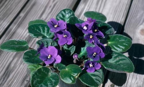 这些花超耐阴的,光照不好也能长出一片花海