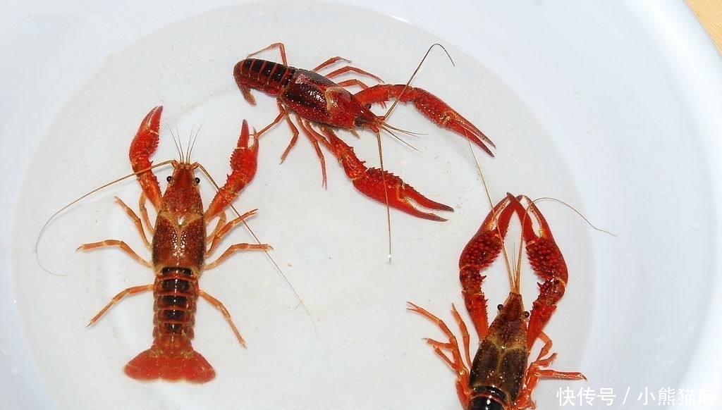 傻子|为什么现在小龙虾“不火”了?夜市老板:食客们又不是傻子!