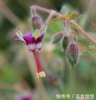 风湿疼痛|这种野草，以前常被当做杂草，殊不知，它是治疗风湿疼痛的良药！