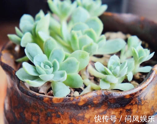 多肉植物|多肉冰莓怎么养更出彩教你3个小妙招,养出晶莹剔透的小冰莓