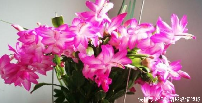 蟹爪兰有个“小开关”,打开后,开花大又多,轻松爆满盆!