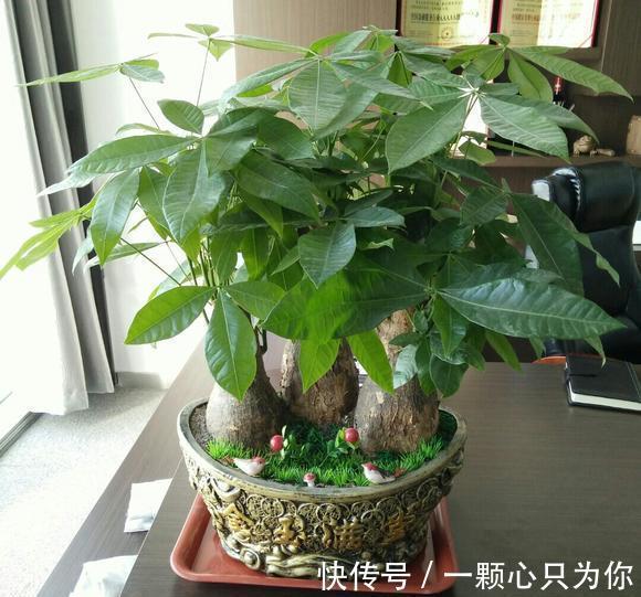 这3种植物不怕冻，天冷室内盆栽枝叶翠绿有光泽，状态好极了！