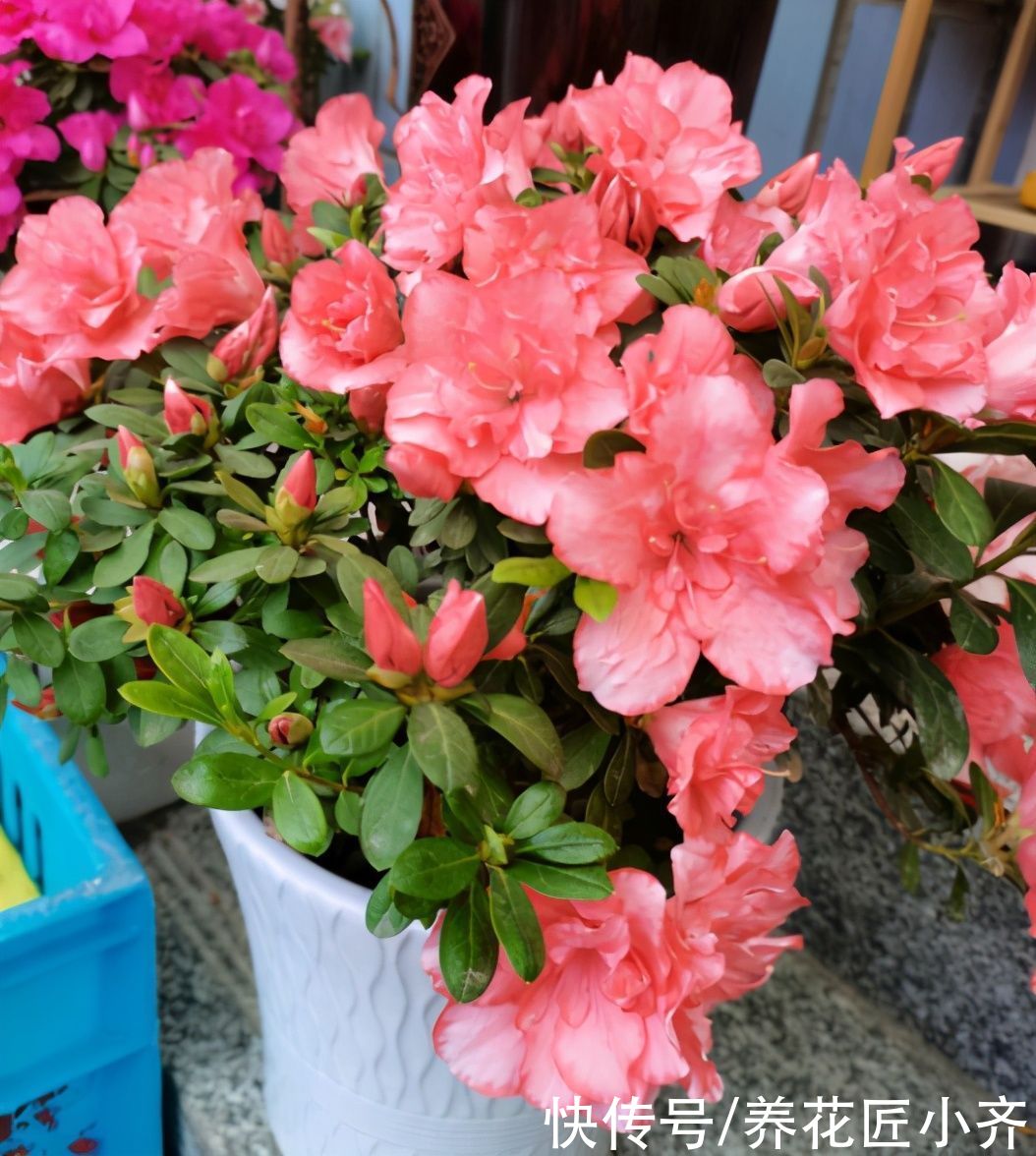 杜鹃花春天有“三勤”，做好叶子油绿满树新芽，到了花期就爆盆