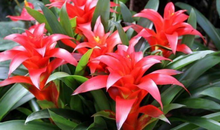 杀菌|夏天养花,不妨养这3款花,比牡丹好看,比吊兰好养