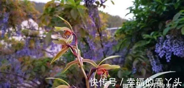 怎样养春兰蕙兰,才能开花香、花期更长?低温作用不可忽视