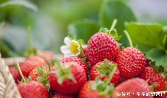 瓜果|瓜果飘香|太甜!如果凉山的冬天有味道,一定是草莓味的~