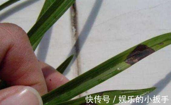 兰花焦尖怎么办，都是2种因素造成的，教你快速高效处理